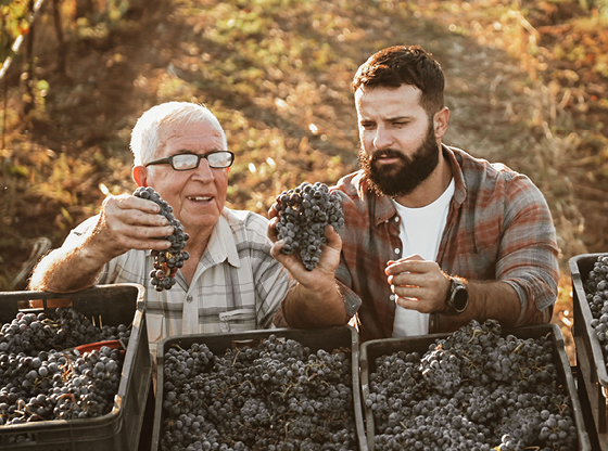 A grandfather and grandson looking at grapes at a vineyard.