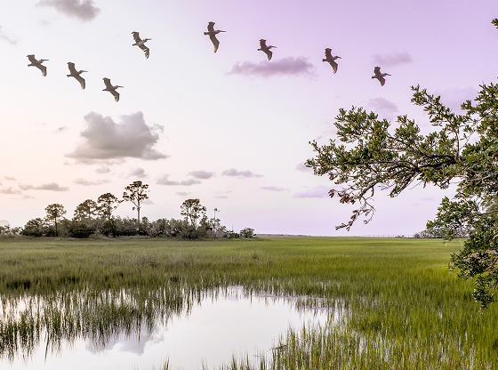 Salt marsh at dusk