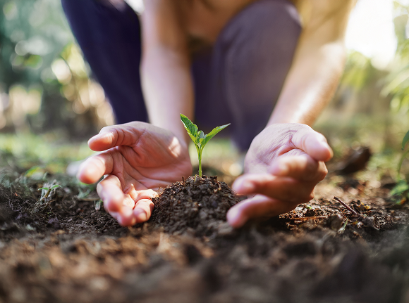 a plant sprouting out of soil